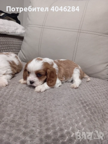 Кавалер Кинг Чарлз шпаньол , снимка 2 - Кавалер кинг чарлз шпаньол - 53716563