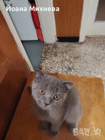 продавам 3 котенца остава 1 момиче