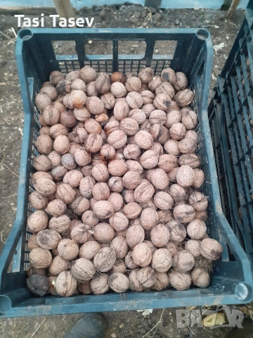 Орехи с черупка реколта 2025, снимка 2 - Други услуги - 53488487