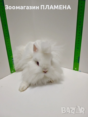 Мини зайчета джуджета 