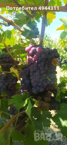 Продавам грозде, снимка 4 - Домашни продукти - 56007322