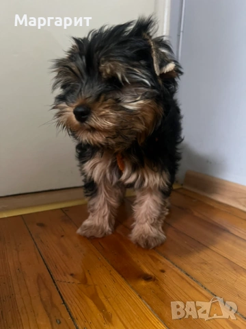 Йоркширски териер , снимка 2 - Йоркширски териер - 53710311