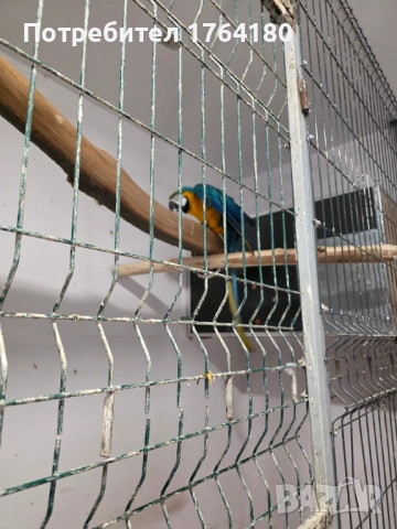 Три двойки папагали ара , снимка 4 - Папагали - 52920223