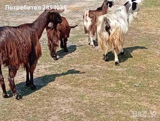 свободни кози + пръч , снимка 3 - Кози - 56126008