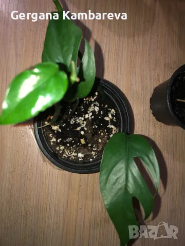 Epipremnum pinnatum Baltic Blue , снимка 1