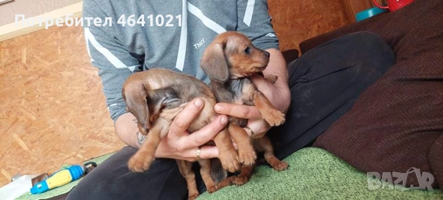 Дакели, снимка 2 - Дакели - 53663356