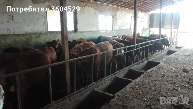 Телета за продан.. ТОП, снимка 8 - Крави - 56226537