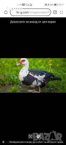 Продавам яйца от Неми Патици и малки патета, снимка 3 - Патици и гъски - 53740945