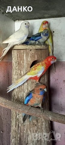 ПОСЛЕДНИ СВОБОДНИ ПЕНАНТОВИ РОЗЕЛИ-МУТАЦИЙ., снимка 5 - Папагали - 46568545
