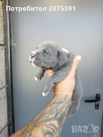 Топ Американско були покет American bully , снимка 9 - Други - 55673088