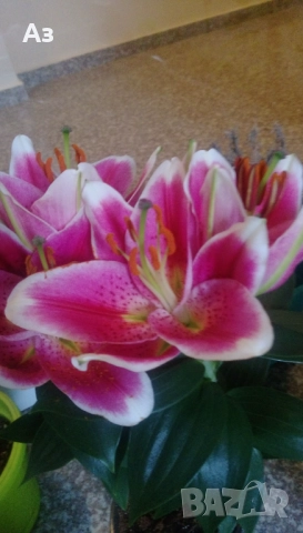 Продавам големи луковици на цветя лилиум за градината, снимка 11 - Сортови семена и луковици - 51555187