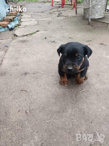 ягдтериер, снимка 8 - Ягдтериер - 52787759