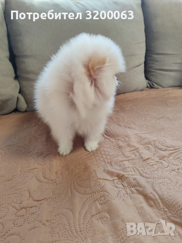 Померан мини померан , снимка 7 - Померан - 53054110
