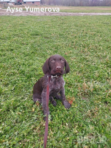 къцухар мъжки