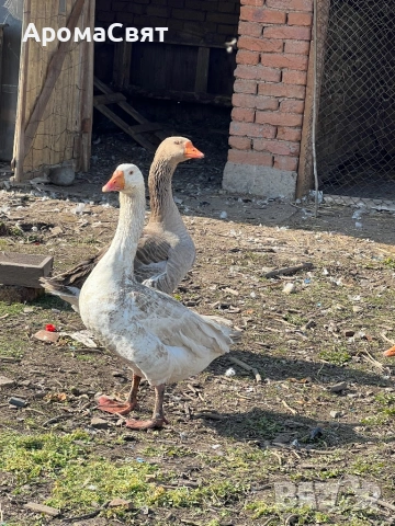 Бял гъсок, снимка 2 - Патици и гъски - 53728686