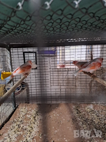 Канарчета Разград, снимка 5 - Канари - 51976505