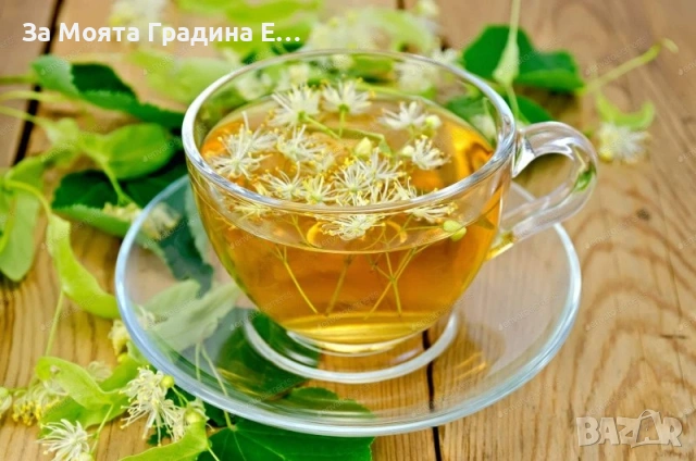 Липа , снимка 3 - Градински цветя и растения - 53750555