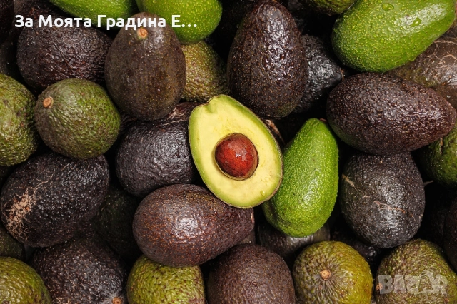 Авокадо разсад 