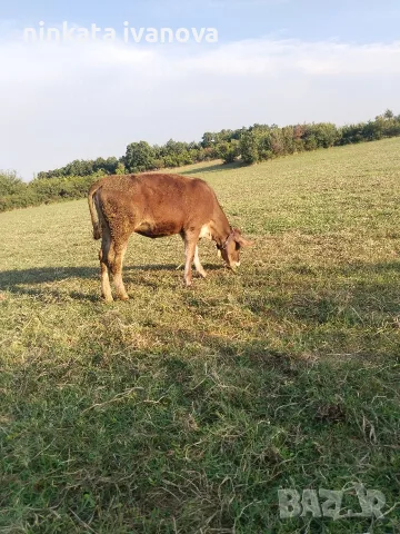 Продавам две юници, снимка 2 - Крави - 55794952