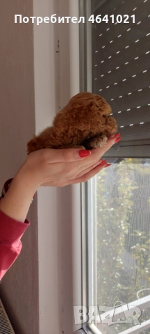 Той пудел с родословие, снимка 2 - Пудели - 52974033