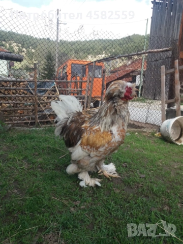 Падуанки , снимка 3 - други­ - 52336449