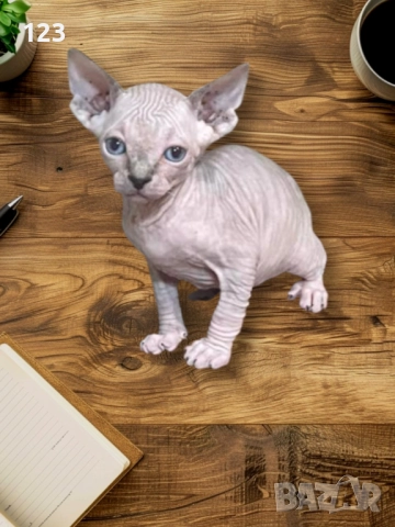 Канадски сфинкс и елф, снимка 6 - Сфинксове - 52148550