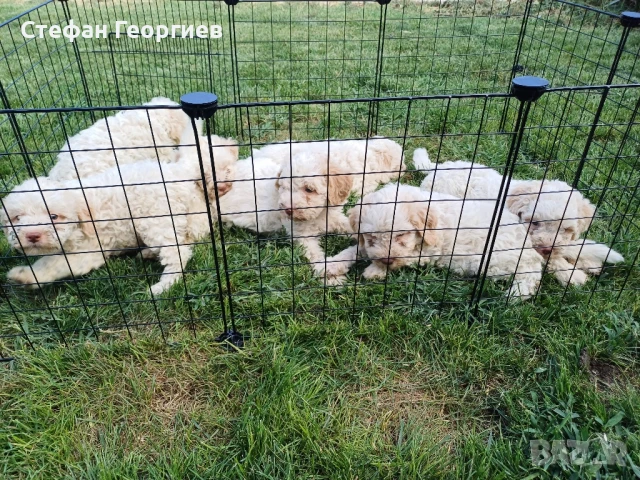 лагото , снимка 1