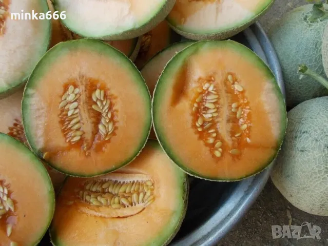 Семена за пъпеш Юбари, снимка 3 - Сортови семена и луковици - 49568611