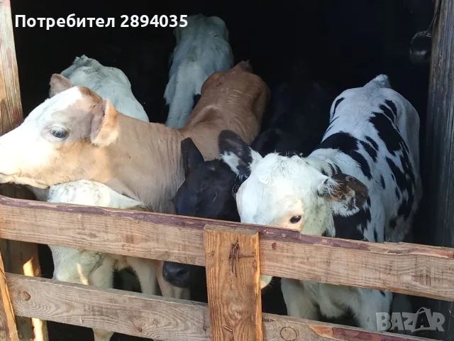 бозайници 6 бройки , снимка 3 - Крави - 55800680