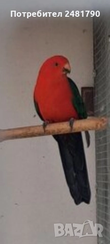 Птици на супер цени, снимка 8 - За птици - 52712752