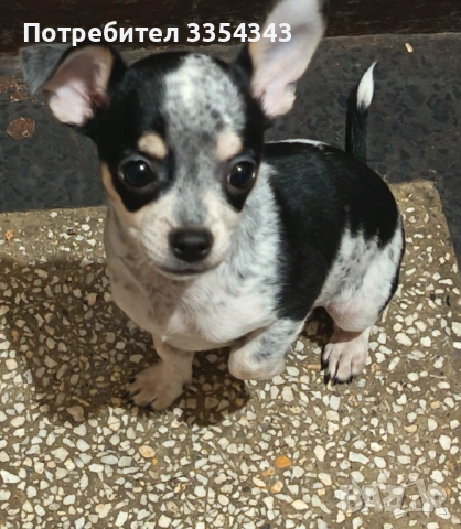 Чихуахуа с паспорт и вакини две