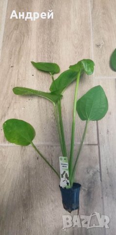 Ехинодориуси видове , снимка 10 - Други - 40880402