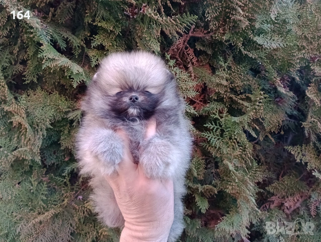 Мини Померан. Реални снимки от 16.03.26 г. Миниатюрно момче ., снимка 2 - Померан - 53854224