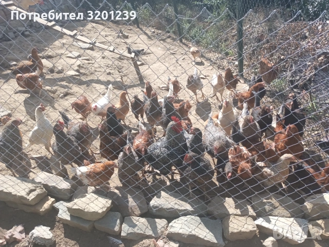 Продавам кръстоска пилета и ярки , снимка 3 - За птици - 53803222