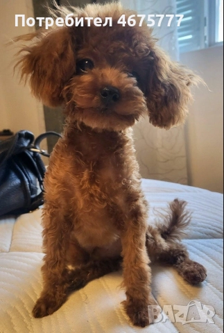 пудел момченце