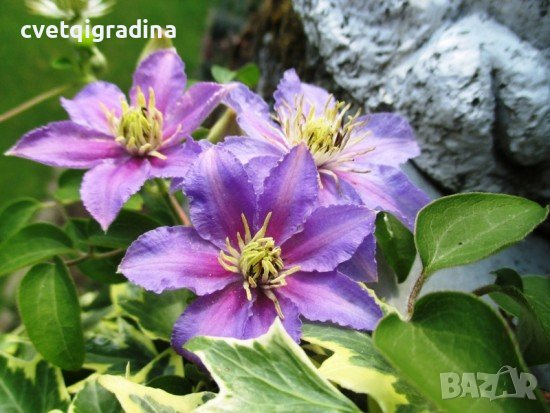 Clematis Change of Heart(Клематис Промяна в сърцето), снимка 3 - Градински цветя и растения - 41412046