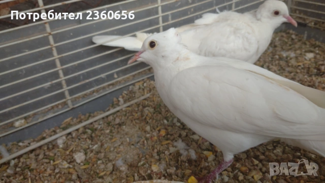 Гугутки- скумрутки, снимка 4 - други­ - 53770009