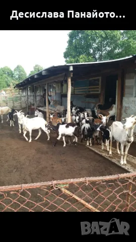 Продавам млади кози , снимка 1