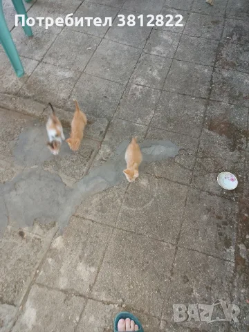 Подарявам 3 малки котенца