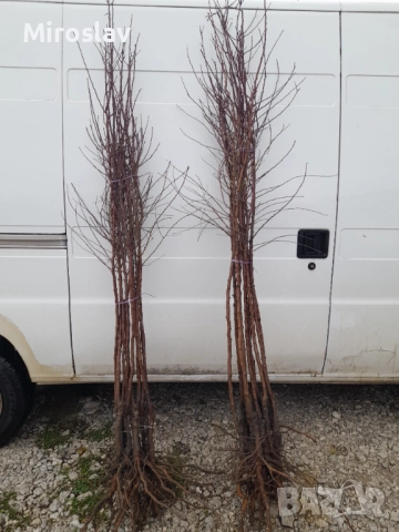 Бадем (Prunus dulcis)-150-160см., снимка 9 - Градински цветя и растения - 52372480