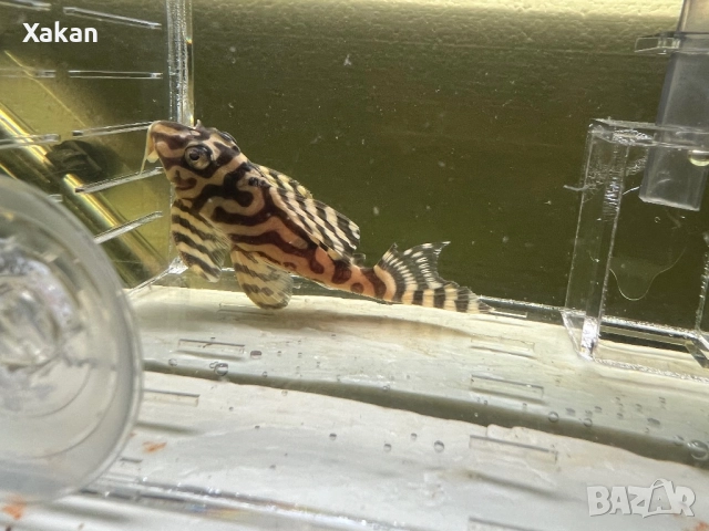 L 401- 2 женски, снимка 9 - Рибки - 49300336