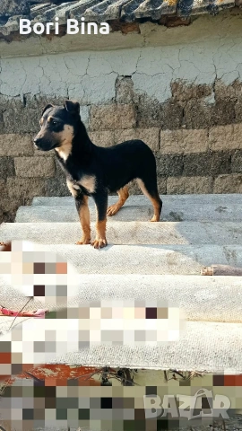 як териерче , снимка 5 - Други - 53733276