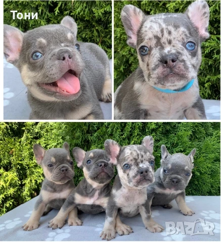 Френски Булдог French bulldog тел: 0899110417