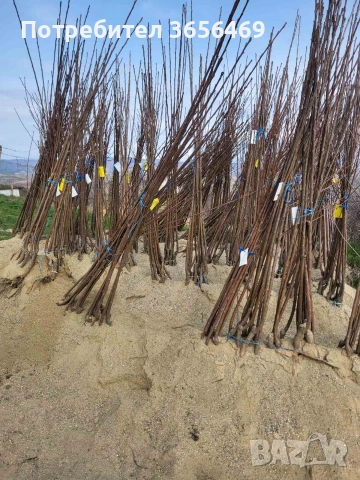 Продавам черешови дръвчета от сортовете:Червена Регина и Жълта Драганова, снимка 4 - Разсади - 53707210