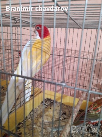 Продавам папагали , снимка 3 - Папагали - 41390105