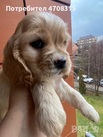 Кокер шпаньол игриво момченце, снимка 2 - Кокер шпаньол - 53724874