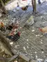 Кокошки носачки, снимка 3