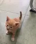 Подарявам малки котета, снимка 4
