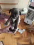 кученца чихуахуа , снимка 4