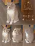 Британски котки , снимка 7